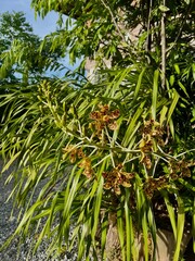 Beautiful Giants Orchid or Tiger orchid หรือ ว่านเพชรหึง