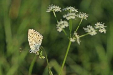 Silbergrüner Bläuling (Polyommatus coridon)  im Morgenlicht