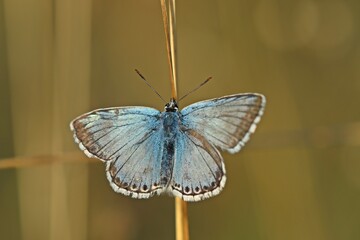 Silbergrüner Bläuling (Lysandra coridon)  wärmt sich in der Morgensonne