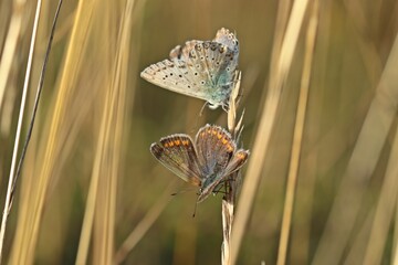 Silbergrüne Bläulinge (Lysandra coridon)  wärmen sich in der Morgensonne
