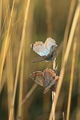 Silbergrüne Bläulinge (Lysandra coridon)  wärmen sich in der Morgensonne