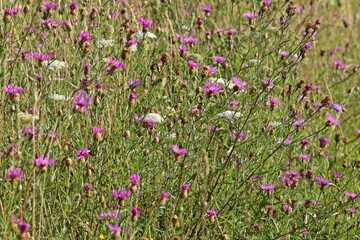 Blumenwiese mit Wiesenflockenblumen (Centaurea jacea)  und Wilder Möhre (Daucus carota)