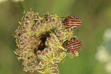 Streifenwanzen  (Graphosoma lineatum) auf Wilder Möhre