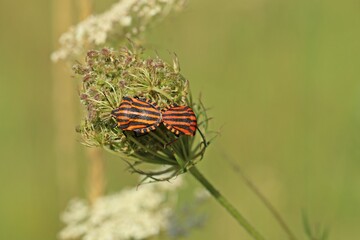 Streifenwanzen (Graphosoma lineatum) bei der Paarung auf Wilder Möhre