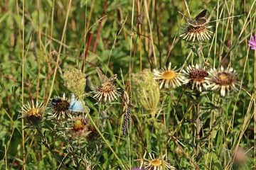 Silbergrüne Bläulinge (Polyommatus coridon) auf Golddistel
(Carlina vulgaris)