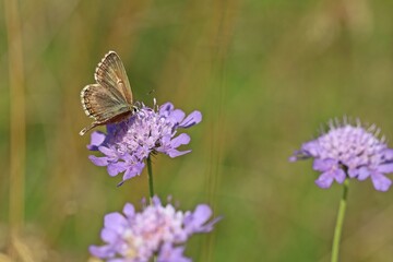 Silbergrüner Bläuling (Polyommatus coridon) an Taubenskabiose (Scabiosa columbaria)
