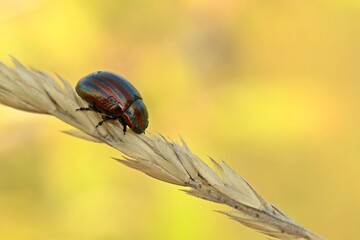 Regenbogen-Blattkäfer (Chrysolina cerealis) auf Grashalm