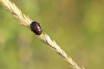Regenbogen-Blattkäfer (Chrysolina cerealis) auf Grashalm