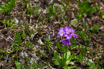 Alpine flowers