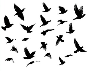 Obraz premium Black silhouettes of various birds in flight against a white background