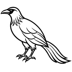 Obraz premium Stylized black and white illustration of a bird with a long tail