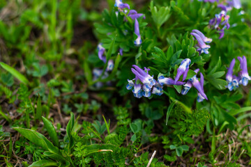 Alpine flowers