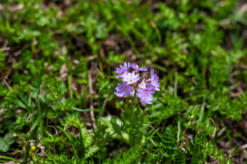 Alpine flowers