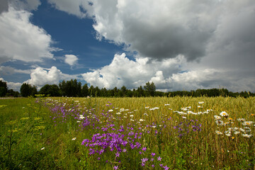 Wild flowers in the middle of summer at the edge of a cornfield © talavietis
