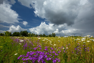 Wild flowers in the middle of summer at the edge of a cornfield © talavietis