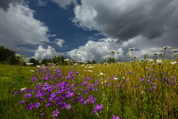 Wild flowers in the middle of summer at the edge of a cornfield © talavietis