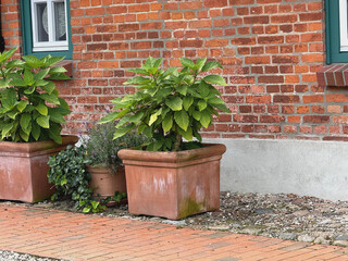 Engelstrompete in Terracotta-Töpfen vor Bauernhaus 