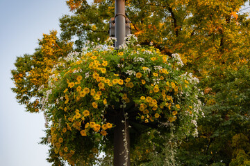 yellow and white flowers in a flower bed in a park on a pole, against a pleasant blurred warm...