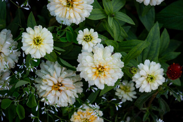 yellow flowers in the garden against a warm, soapy background
