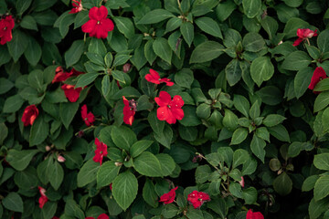 red flowers on a blurred green background