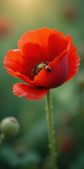 Fototapeta premium Vibrant red poppy flower in full bloom with a small bee, glowing in the soft sunlight of a summer field.