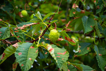 chestnut on a branch against a pleasant blurred background of trees