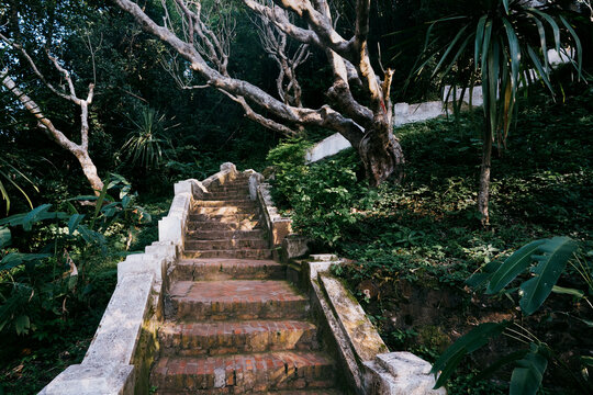 Stone stairway leading up through lush greenery, part of Mount Phousi steps in Luang Prabang.