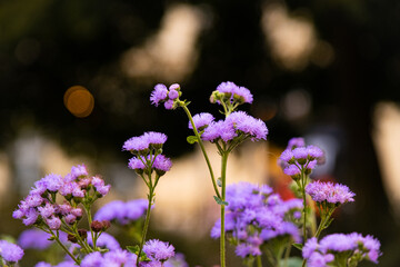 purple flowers in macro photography against a warm, soapy background