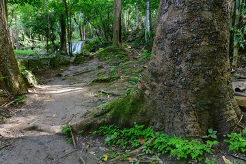 Fototapeta premium Moss on big tree with waterfall in the forest