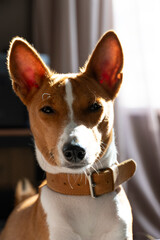 Close-up portrait of a Basenji dog with sunlight highlighting its face, wearing a leather collar, captured in a calm and thoughtful mood.