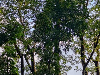 branches of various tropical trees and leaves against the blue sky.