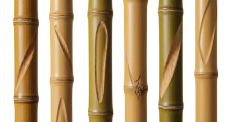 A collection of various bamboo stalks with natural textures and carved patterns isolated on a white background.