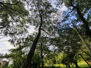 branches of various tropical trees and leaves against the blue sky.