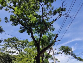 branches of various tropical trees and leaves against the blue sky.