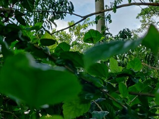 branches of various tropical trees and leaves against the blue sky.