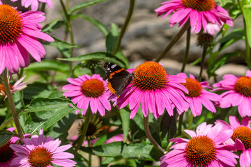 red admiral vanessa atalanta on a echinacea purpurea pink cornflower blossom