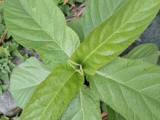 green leaves on a tree