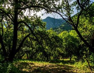 Obraz premium Foliage-covered mountain vista