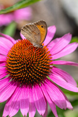 maniola jurtina gatekeeper meadow brown butterfly on echinacea purpurea bossom