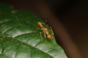 Macro photograph of the Kerengga Ant-like Jumper (Myrmarachne plataleoides), a jumping spider that perfectly mimics red weaver ants (Oecophylla smaragdina) in appearance, coloration, and behavior.