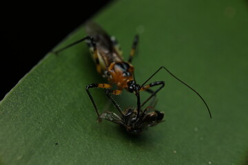 Macro photograph of the Milkweed Assassin Bug, also known as the Longlegged Assassin Bug, capturing its prey on a plant. This generalist predator plays an important role in natural pest control,