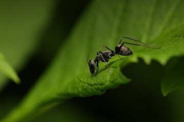 Macro photograph of an ant perched on a green leaf, possibly identified as Iridomyrmex anceps , Polyrhachis dives , or Camponotus japonicus . Ants are social insects living in large colonies,