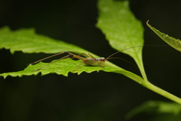 A close-up photo of the Black-kneed Meadow Katydid (Conocephalus melaenus), also known as the Conehead Katydid. This insect is characterized by its slender green body, long antennae,