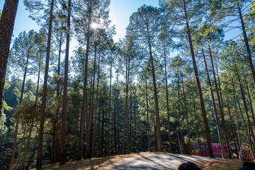 Beautiful Pine and Cedar forest in Himalayas in Almora and Ranikhet in Uttarakhand