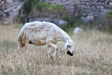 Sheep graze in a meadow in the Gesi region of Kayseri. © cagdasedinsel
