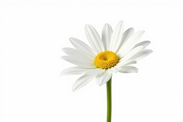 Naklejka premium A single, pristine white daisy, petals unfurled, isolated on pure white background , spring, bright