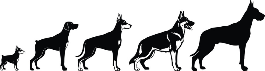 Dog breed silhouettes vector illustration, Boston Terrier to Great Dane, size comparison chart, black canine shapes, pet infographic, isolated on white