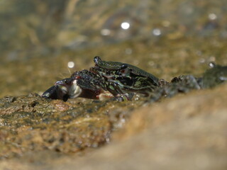 Rock crab in the Bay of Santander.