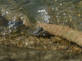 Rock crab in the Bay of Santander.