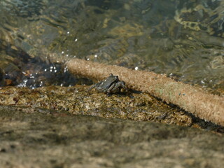 Rock crab in the Bay of Santander.